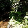 Plants: image 96 Of 208 Thumb